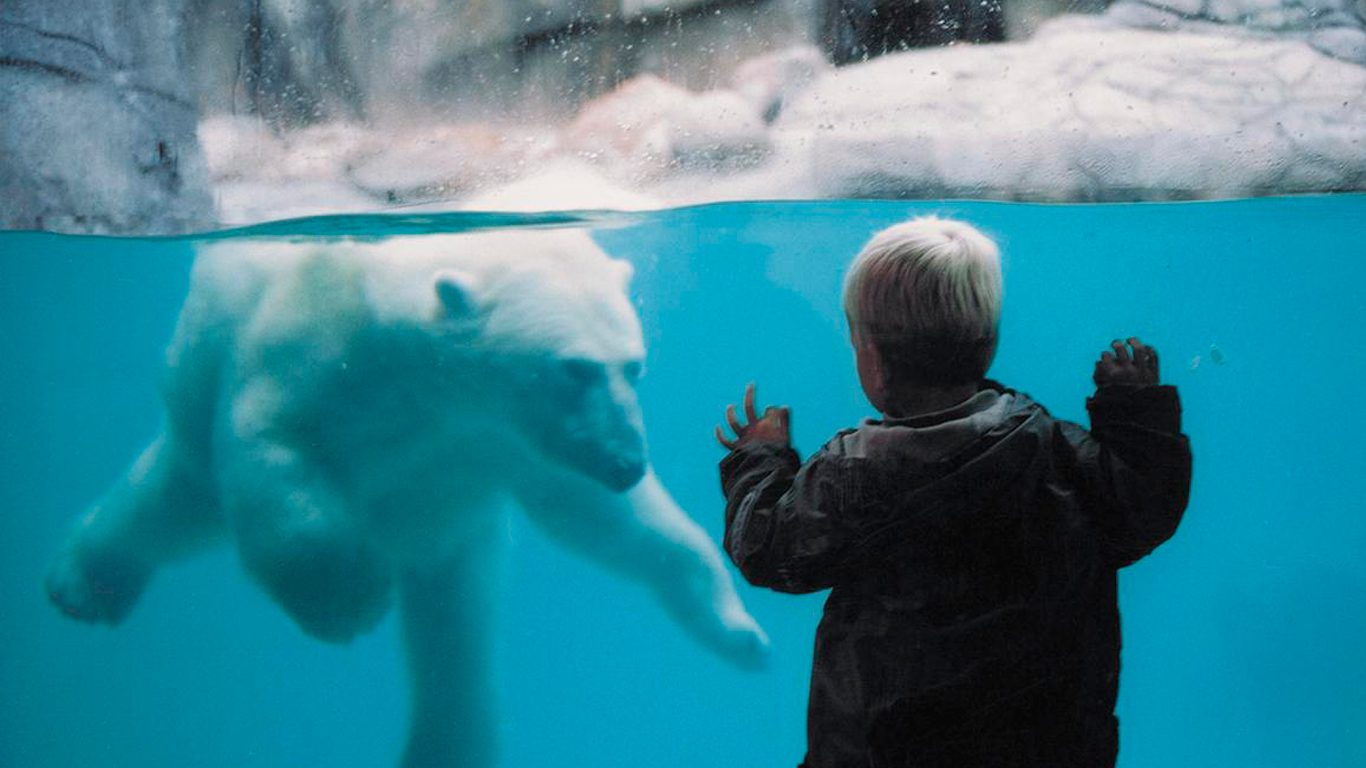 Isbjørnen i Aalborg Zoo