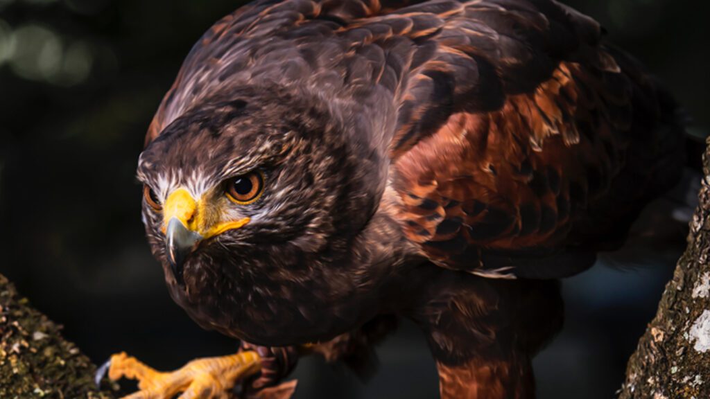 Rovfugl i Bornholms Rovfugleshow