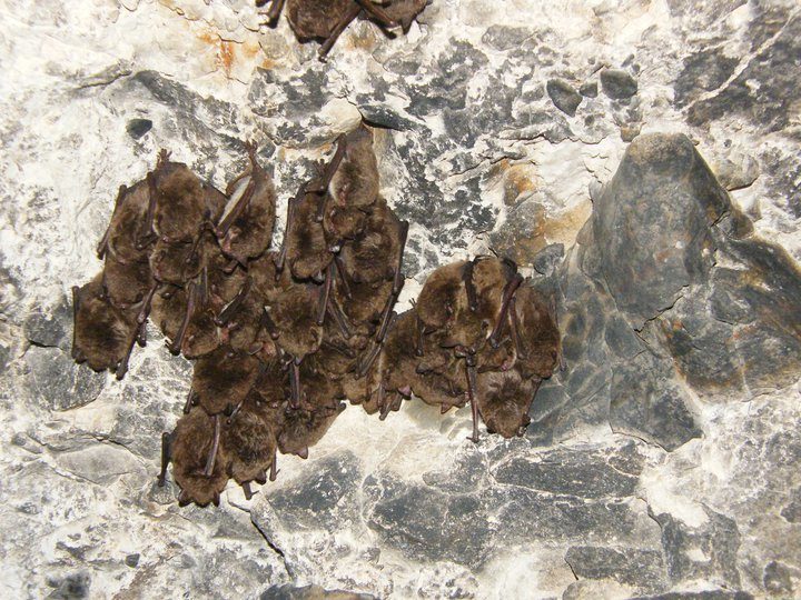 Daugbjerg Kalkminer ved Limfjorden