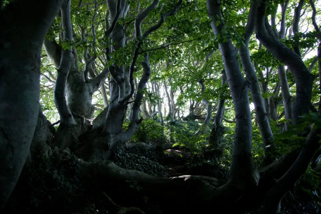 Troldeskoven i Mols Bjerge