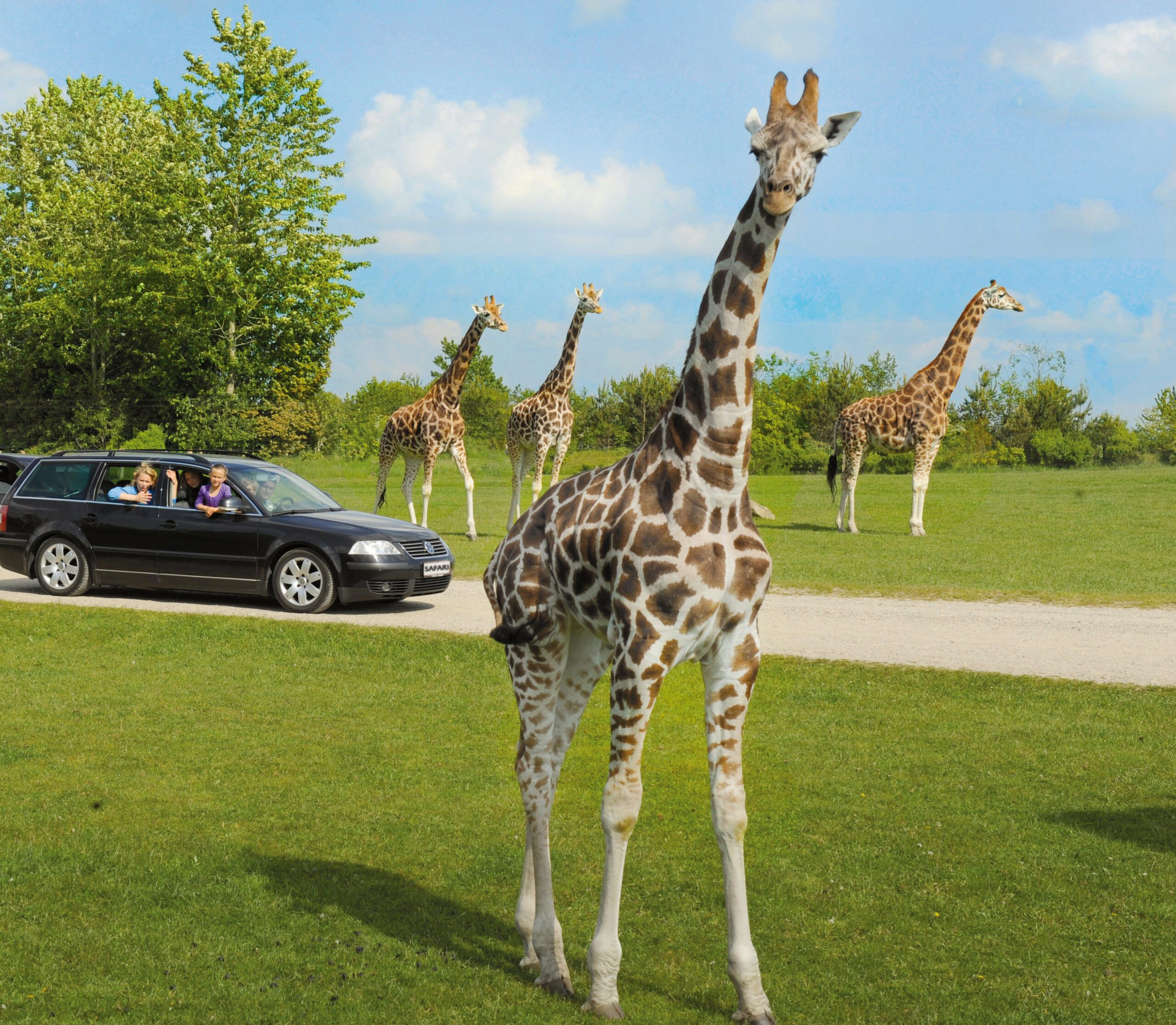 En giraf i GIVSKUD ZOO, der symboliserer safarioplevelsen.