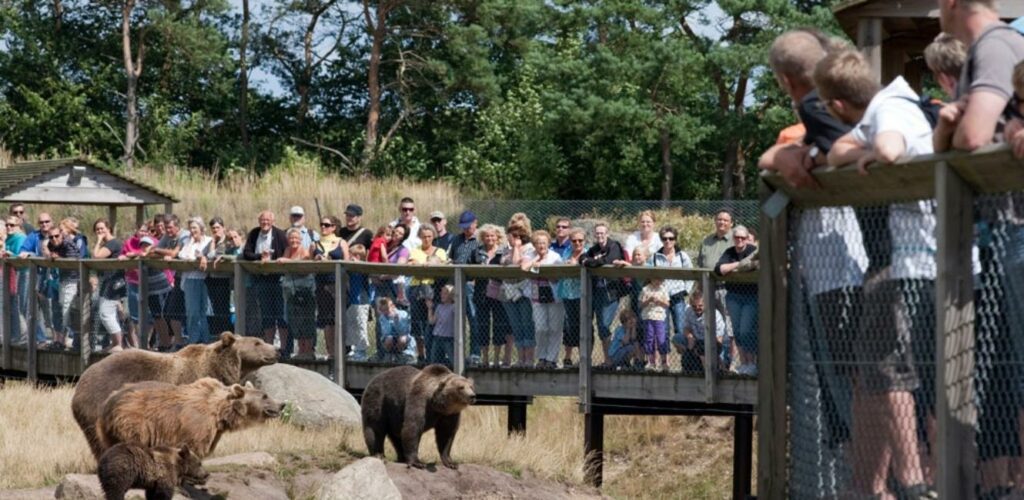 Rovdyrsfodring i Skandinavisk Dyrepark