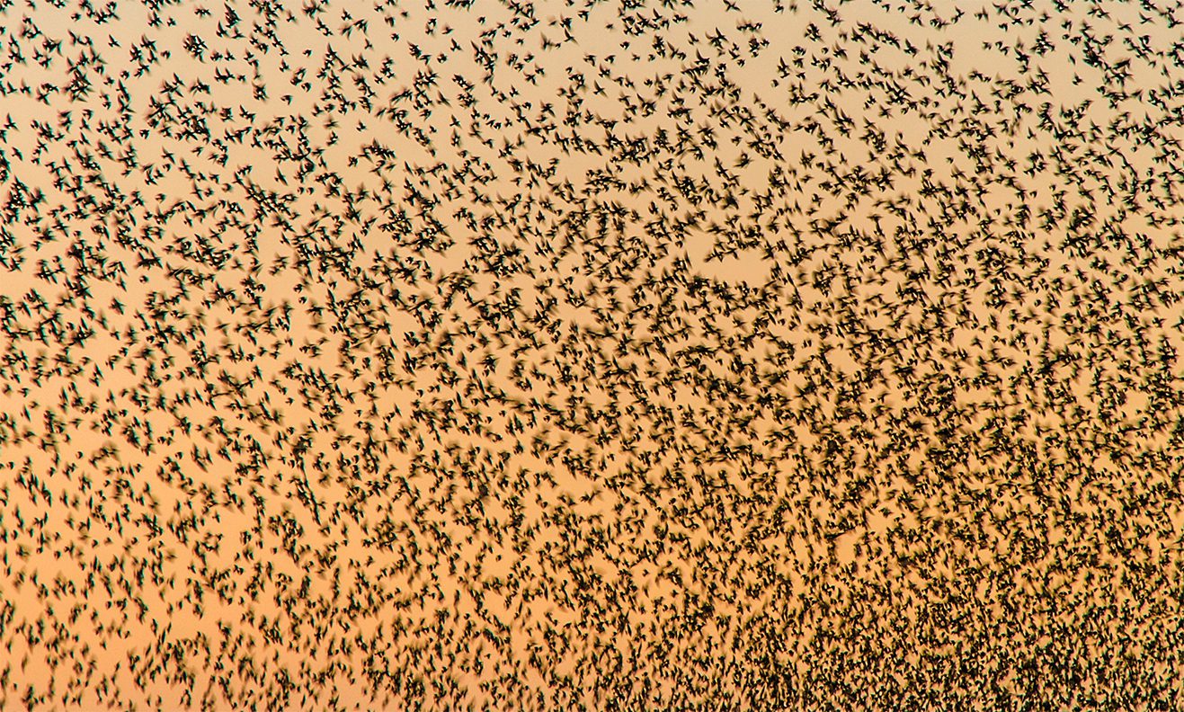 Sort Sol i Sydjylland