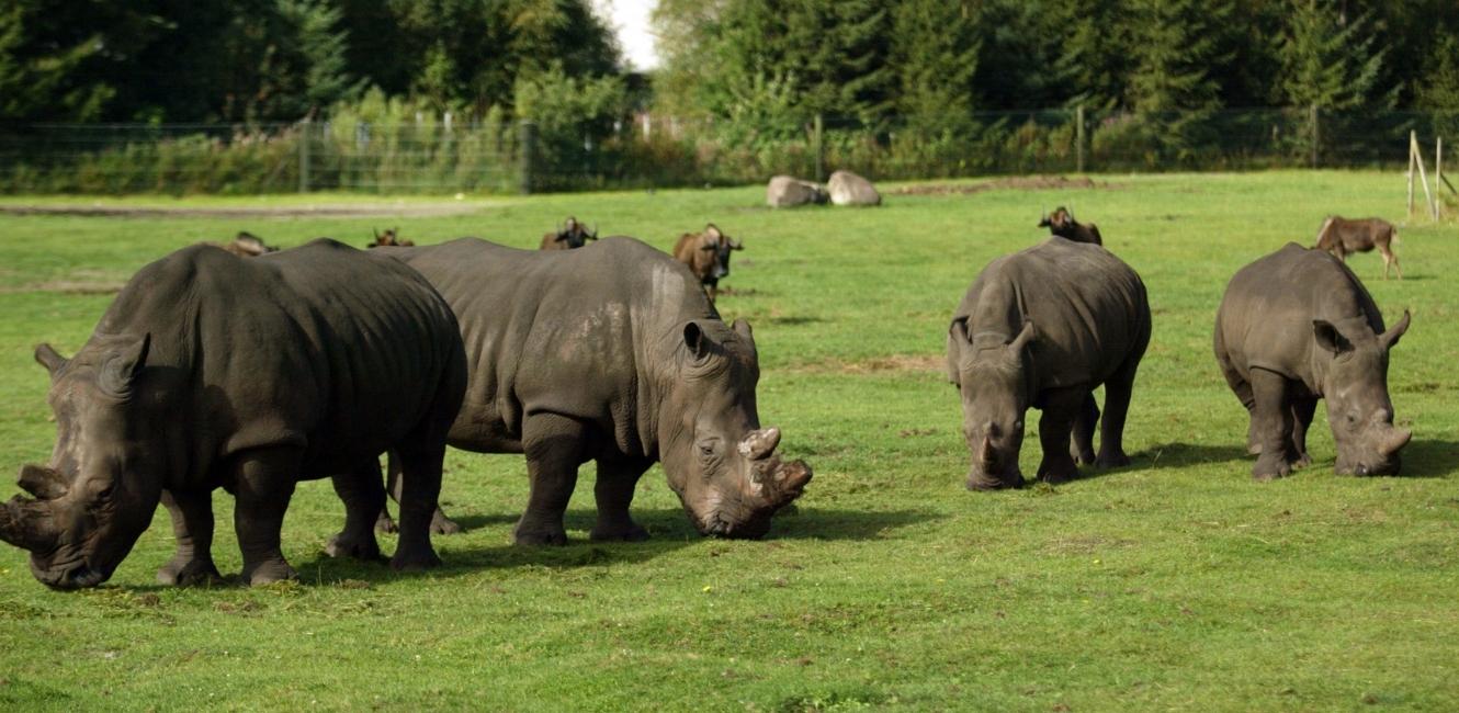 På safaritur i Givskud Zoo