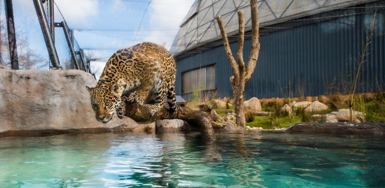 Leopard i Randers Regnskov