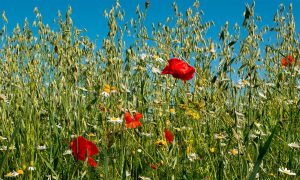 Blomstermark på Fyn