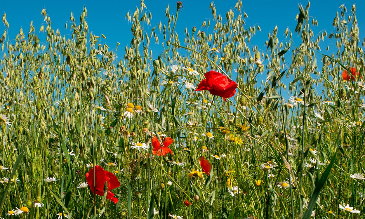 Blomstermark på Fyn