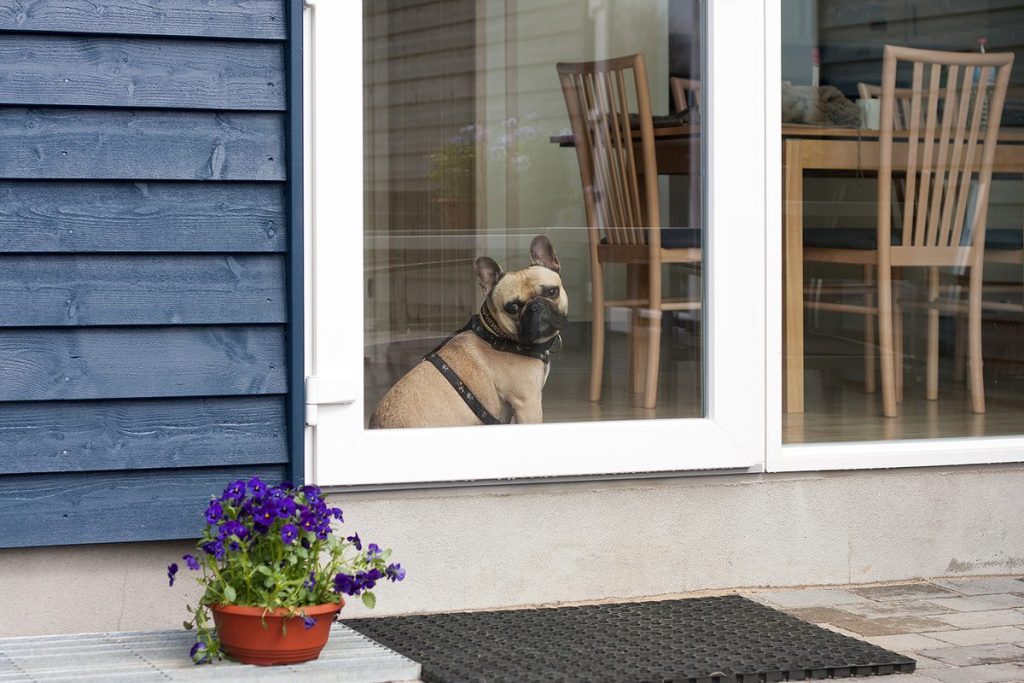 Hund kigger ud af vindue