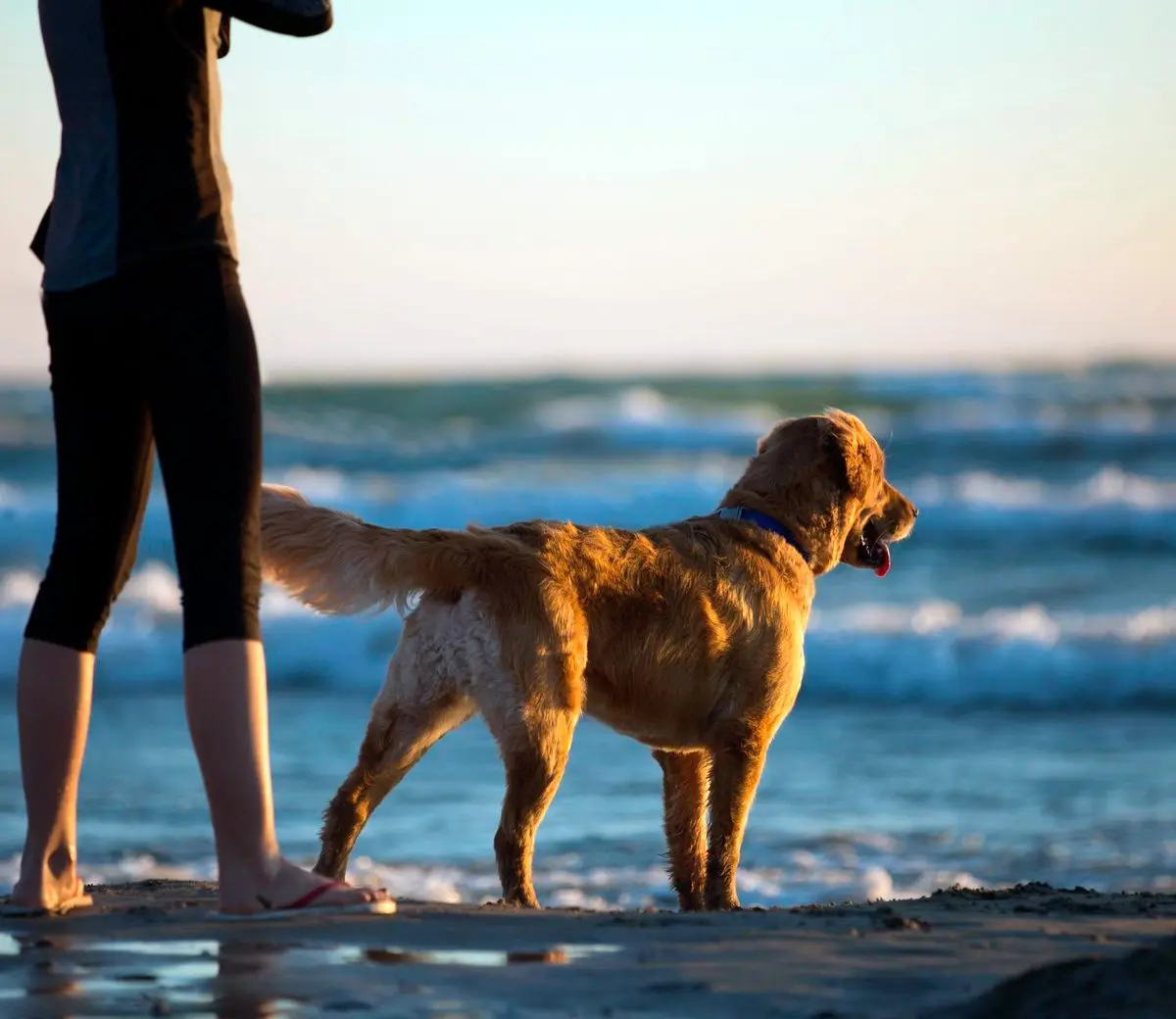 hund på stranden