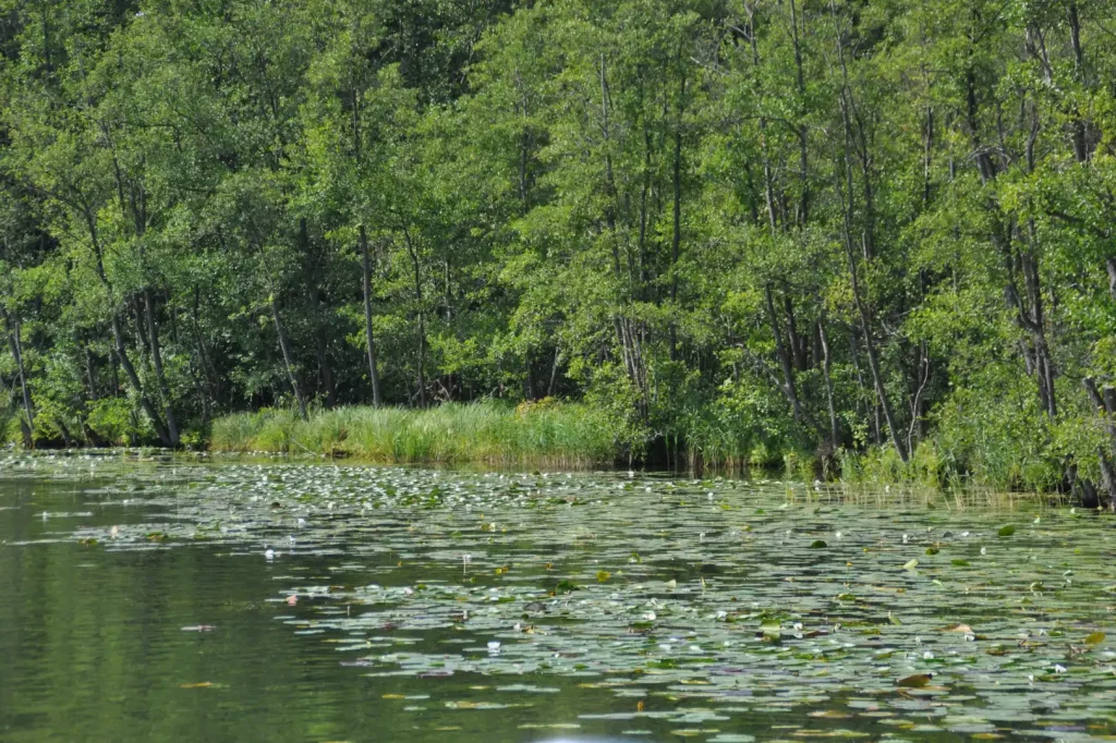Sø med åkander og træer i Müritz Nationalpark