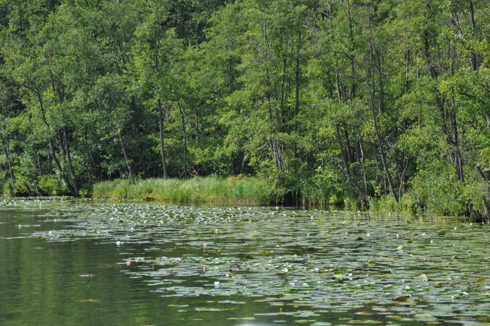 Sø med åkander og træer i Müritz Nationalpark