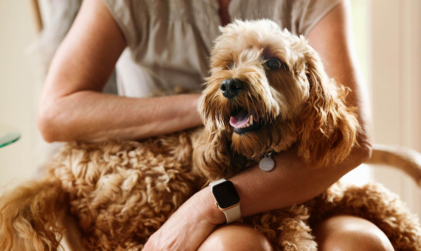 hund med krøllet pels liggende i skød på kvinde