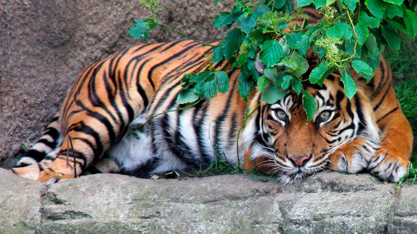 Aalborg Zoo - kom nära djurarter från hela världen | VillaVilla