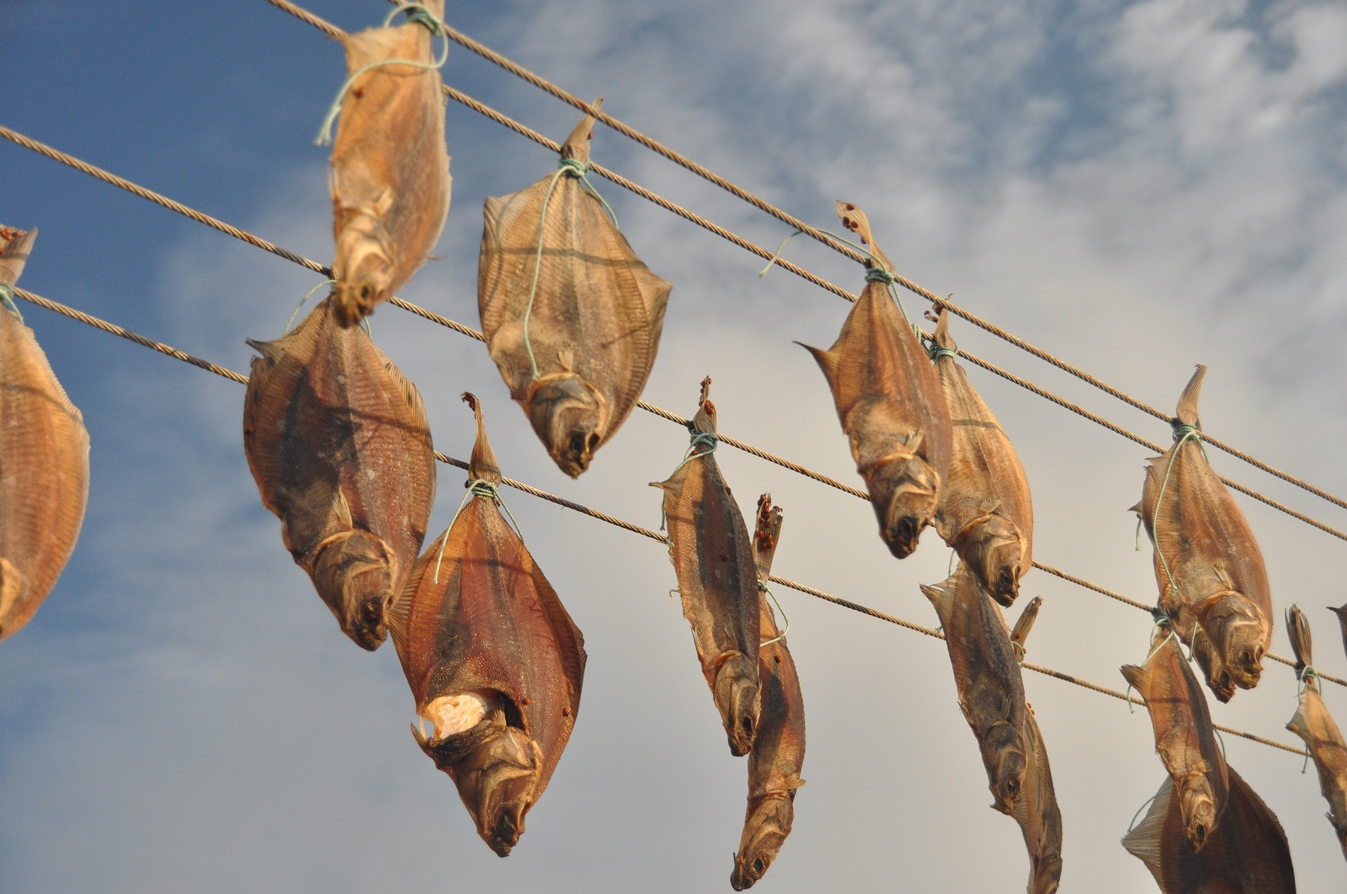 nyfångad fisk på torra linan