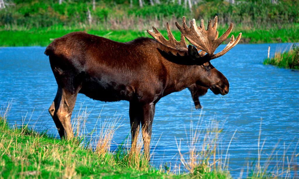 elg i svensk natur