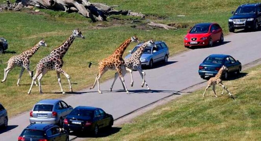Ferienhausvermietung in der Nähe vom Safaripark Knuthenborg auf Lolland