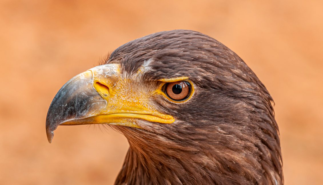 Steinadler
