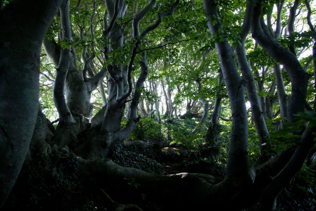 Wald