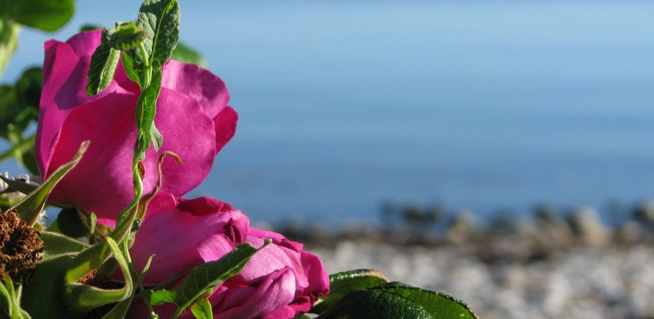 Blumen