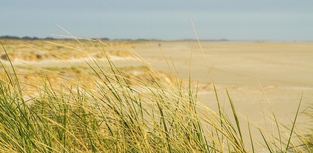 Naturen Fanø