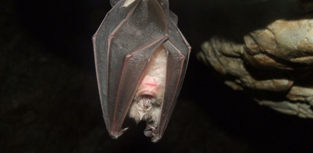 Fledermaus