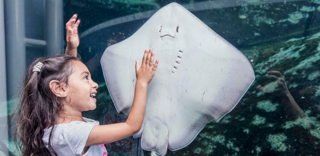 Kommunisme Elegance sofa Aquarium Kattegatcentret — Haie & andere Meerestiere erleben