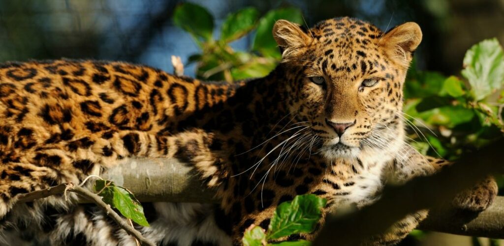 Leopark