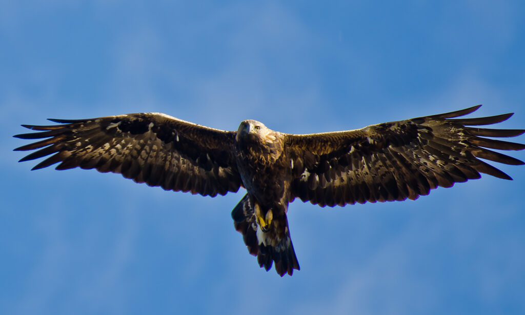Steinadler