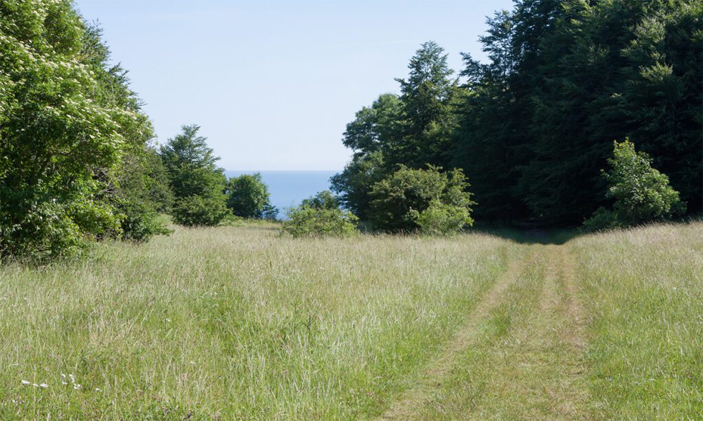 natur auf Mön in Dänemark