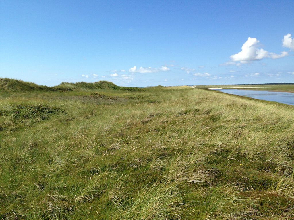 Natur in Blavand