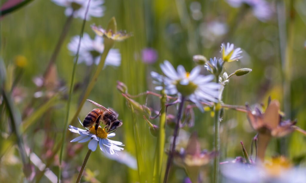 Natur in Skåstrup auf Fünen